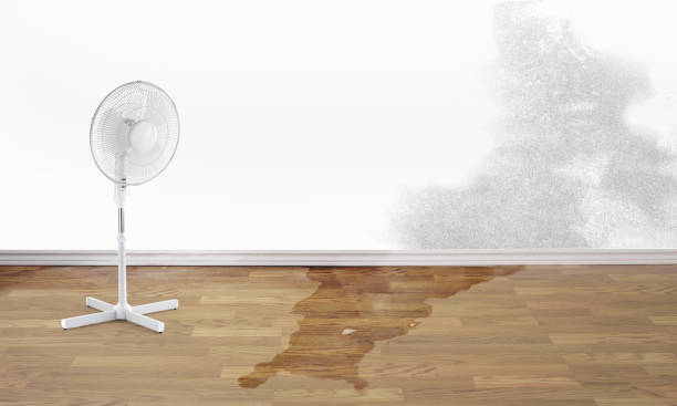 Best Professional water damage repair  in Bayou Blue, LA